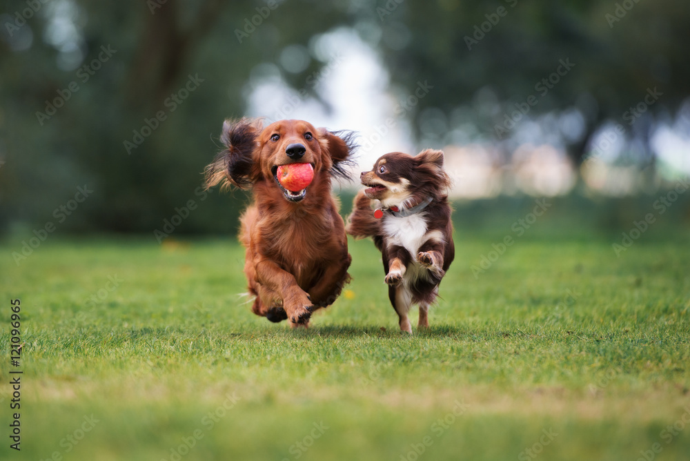 Two dogs running in a field